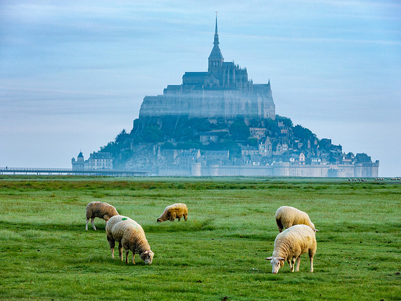 Mont St. Michel Sheep