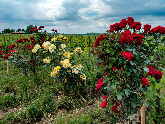 Pomerol