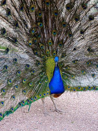 Jardins de Marqueyssac