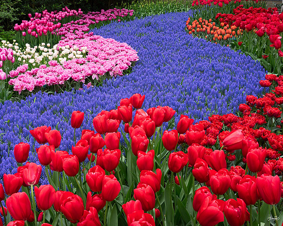 Tulip River