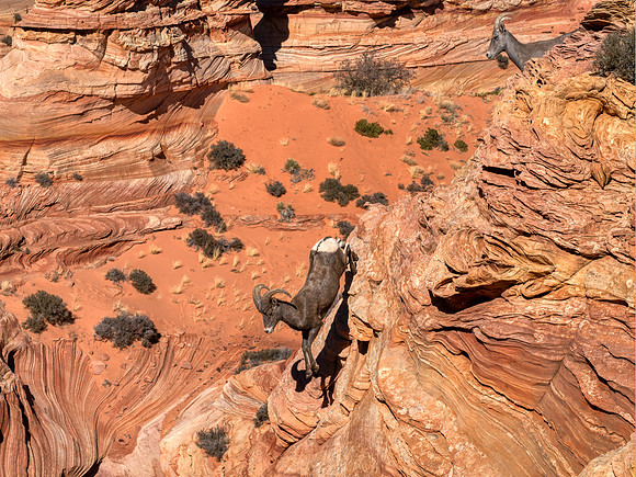 Bighorn Sheep