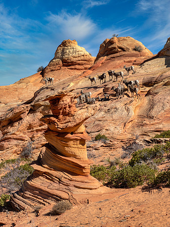 Bighorn Sheep