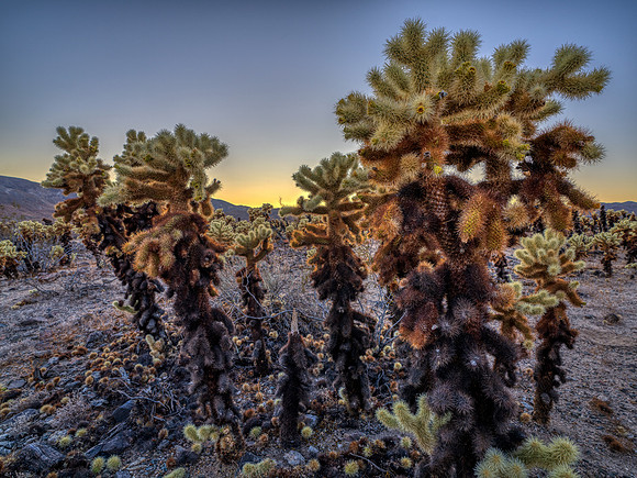 Cholla Garden Sunset