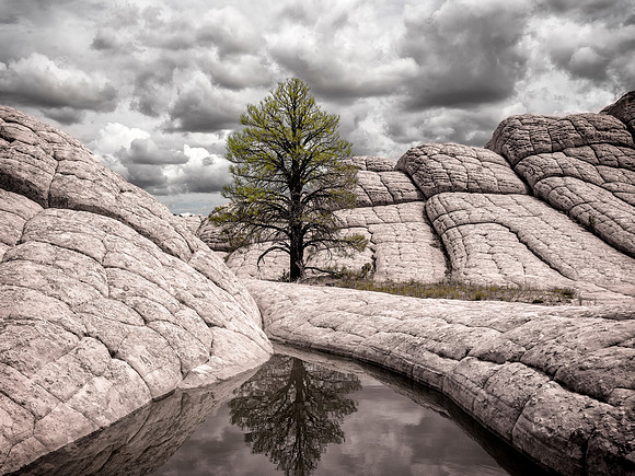 Lonely Pine