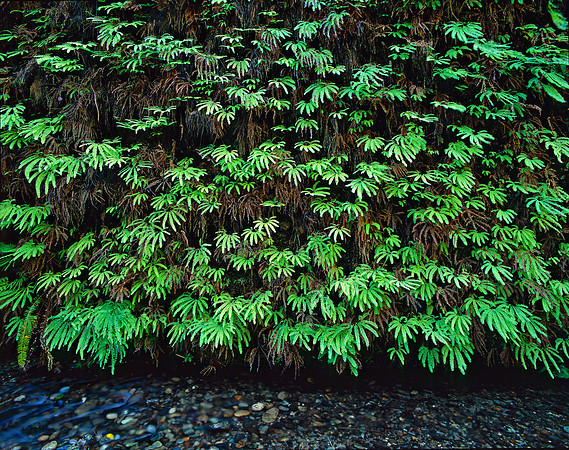 Fern Canyon