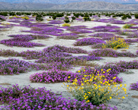 Thousand Palms Preserve