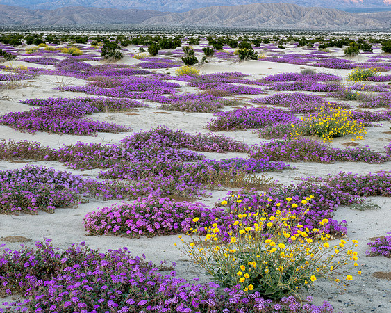 Thousand Palms Preserve