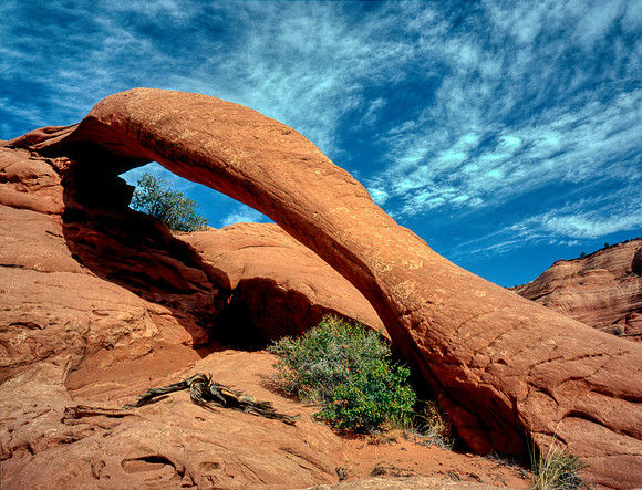 Cobra Arch