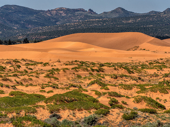 Coral Pink Dunes