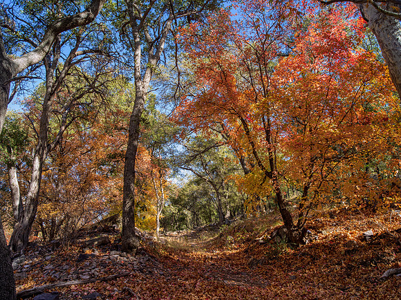 Ramsey Canyon