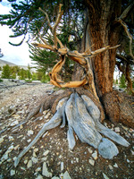 Patriarchs Grove