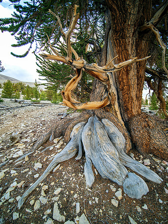Patriarchs Grove
