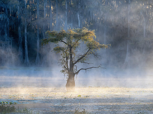 Caddo Lake