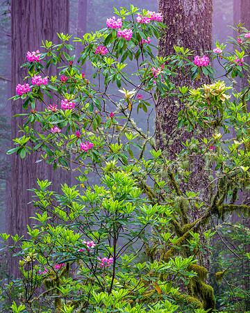 Del Norte Coast