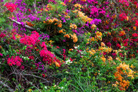 Hawaii Tropical Botanical Garden