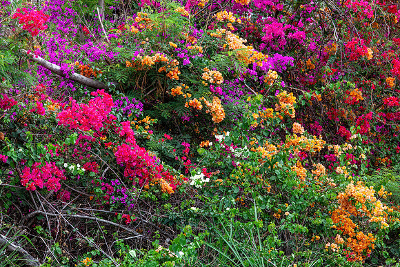 Hawaii Tropical Botanical Garden