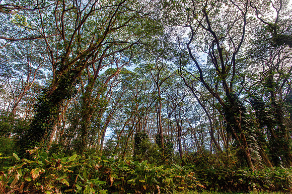 Pahoa