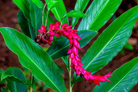 Hawaii Tropical Botanical Garden
