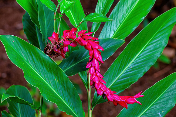 Hawaii Tropical Botanical Garden