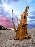 Patriarchs Grove