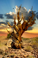 Bristlecone Pine Composite