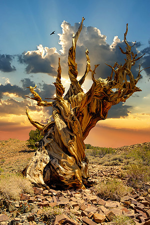 Bristlecone Pine Composite