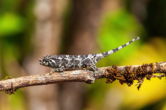 Chameleon
