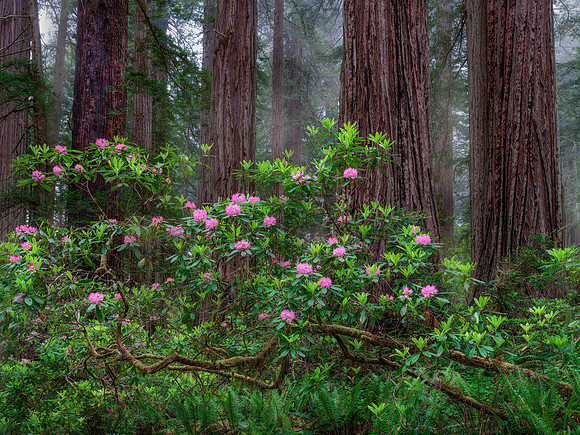 Del Norte Coast