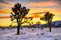 Fresh Snow on Joshua Tree