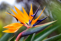 Hawaii Tropical Botanical Garden