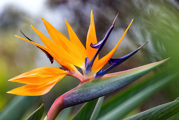 Hawaii Tropical Botanical Garden