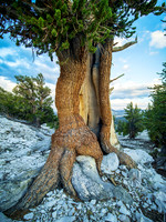 Patriarchs Grove