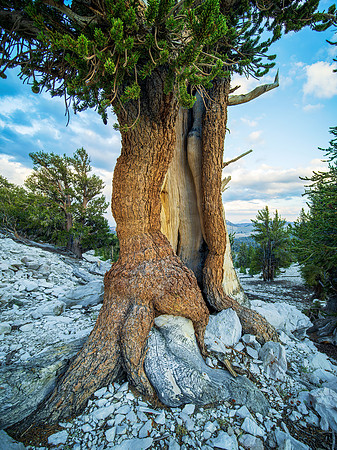Patriarchs Grove