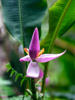 Hawaii Tropical Botanical Garden