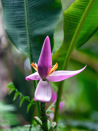 Hawaii Tropical Botanical Garden