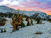 Patriarchs Grove