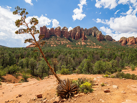 Soldier Trail