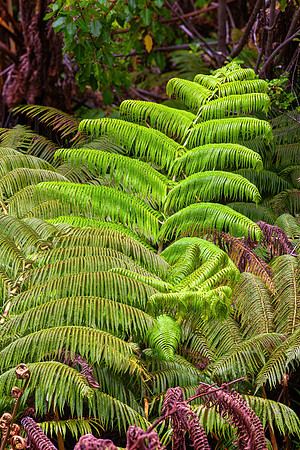Hawaii Volcanoes NP