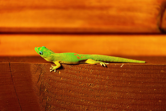 Gecko